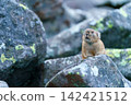 Pika resting on a rock 142421512