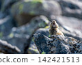 A pika screaming on a rock 142421513