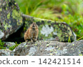 Pika resting on a rock 142421514