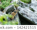 Pika resting on a rock 142421515