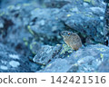 Pika resting on a rock 142421516