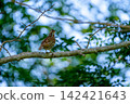 A young Ezo ptarmigan perched on a branch 142421643