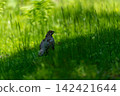 A male Ezo rock ptarmigan in the grass. 142421644