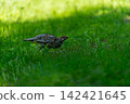 A male Ezo rock ptarmigan feeding in the grass. 142421645