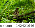 A mother Ezo ptarmigan perched in the grass. 142421646
