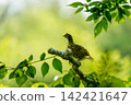A young Ezo ptarmigan perched on a branch 142421647