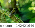 Larut catching on branches 142421649