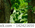 Woodpecker perched on a tree 142421650