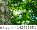 Woodpecker perched on a tree 142421651