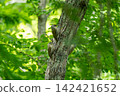 Three woodpeckers perched on a tree 142421652