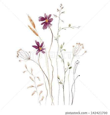 Watercolor Wildflower Bouquet. Purple Cosmos, Wheat Stalks, Dried Umbels and Meadow Grasses on White Background. Hand-painted illustrations. Asymmetrical composition with varying stem heights Watercolor Wildflower Bouquet. Purple Cosmos, Wheat Stalks, Dried Umbels and Meadow Grasses on White Background. Hand-painted illustrations. Asymmetrical composition with varying stem heights 142421700