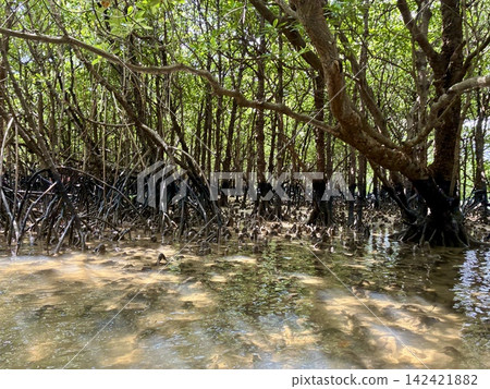 Mangrove forest of Miyara River 142421882