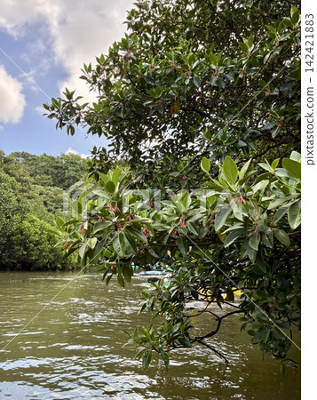 Mangrove forest of Miyara River Mangrove forest of Miyara River 142421883