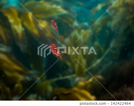 A young rockfish swimming away 142422464