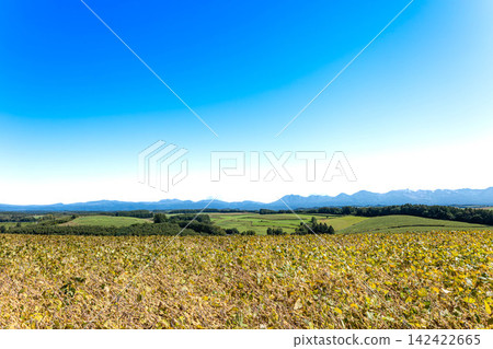在秋高氣爽的天空下,北海道美瑛的景色美不勝收,大豆田正等待收割。 在秋高氣爽的天空下,北海道美瑛的景色美不勝收,大豆田正等待收割。 142422665