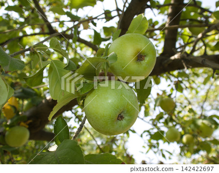 green apples on tree green apples on tree 142422697