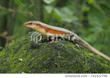 Lizard on a mossy rock in a forest setting 142422798