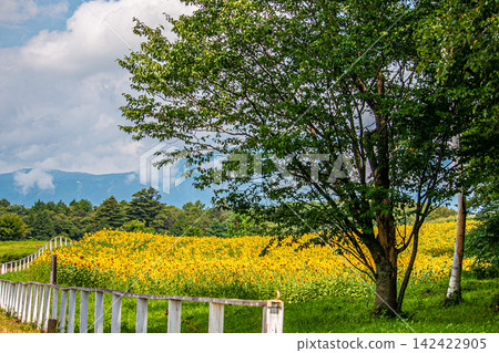 Refreshing highland sunflower fields at Koiwai Farm Refreshing highland sunflower fields at Koiwai Farm 142422905