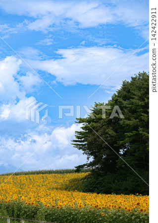 夏日藍天與廣大的向日葵花田-岩手縣小岩井市 夏日藍天與廣大的向日葵花田-岩手縣小岩井市 142422911