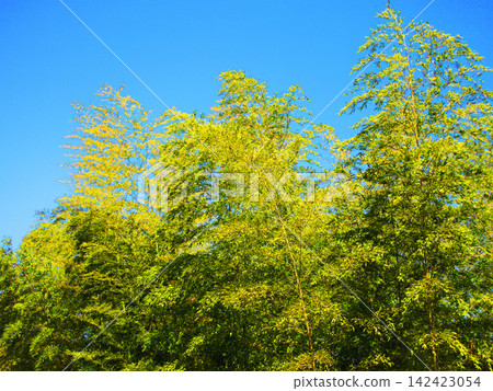 Landscape of bamboo grove and blue sky Landscape of bamboo grove and blue sky 142423054
