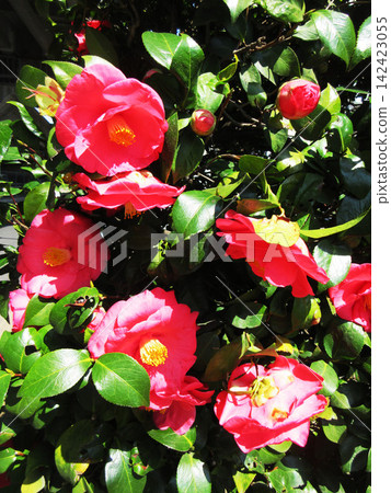 Camellia flower scenery Camellia flower scenery 142423055