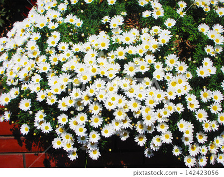 Scenery of margaret flowers in full bloom Scenery of margaret flowers in full bloom 142423056