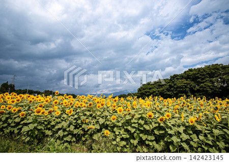 A refreshing plateau, a sunflower field A refreshing plateau, a sunflower field 142423145