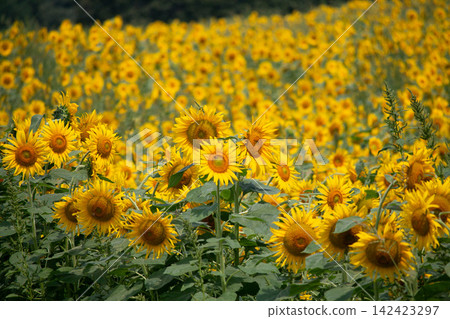 A field of sunflowers stretching out as far as the eye can see under the blue summer sky A field of sunflowers stretching out as far as the eye can see under the blue summer sky 142423297