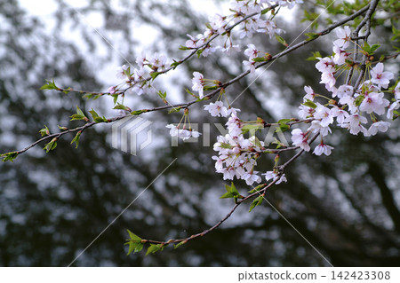 在高岡古城公園拍攝的美麗櫻花枝條。 在高岡古城公園拍攝的美麗櫻花枝條。 142423308
