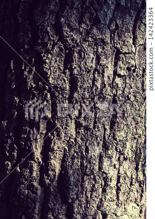 Bark of a sawtooth oak tree Bark of a sawtooth oak tree 142423364