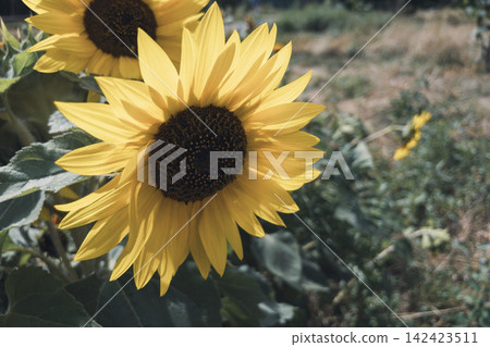 Bright yellow sunflowers Helianthus annuus blooming in summer field under sunlight Bright yellow sunflowers Helianthus annuus blooming in summer field under sunlight 142423511