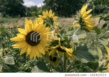 Bright yellow sunflowers Helianthus annuus blooming in summer field under sunlight 142423513