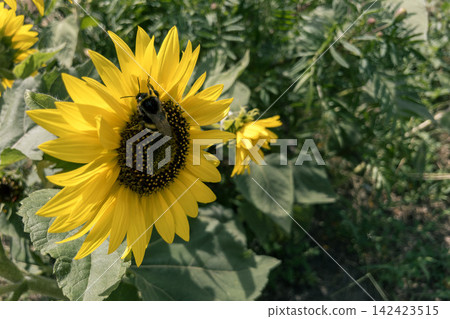 Bumblebee collecting nectar on yellow sunflower Helianthus annuus in outdoor garden 142423515