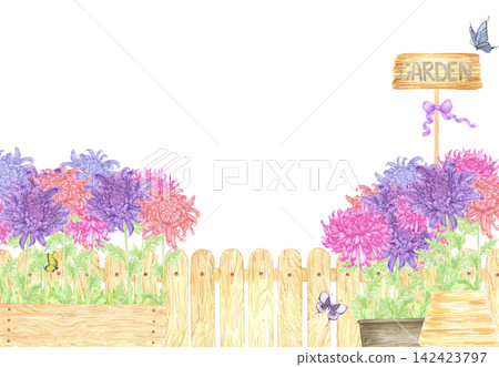 Hand drawn watercolor chrysanthemums flower bed with wooden gate frame border. Illustration of garden isolated on white background. Can be used for postcard, scrapbook and other printed products Hand drawn watercolor chrysanthemums flower bed with wooden gate frame border. Illustration of garden isolated on white background. Can be used for postcard, scrapbook and other printed products 142423797