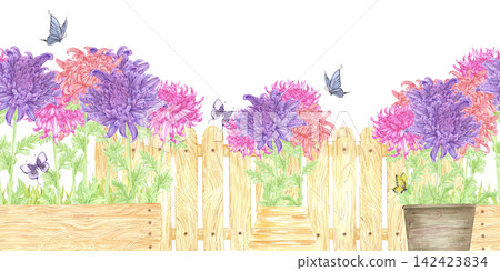 Hand drawn watercolor chrysanthemums flower bed with wooden gate seamless frame border. Illustration of garden isolated on white background. Can be used for textile, scrapbook and other printed Hand drawn watercolor chrysanthemums flower bed with wooden gate seamless frame border. Illustration of garden isolated on white background. Can be used for textile, scrapbook and other printed 142423834