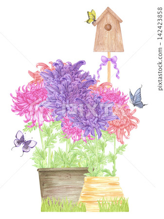 Hand drawn watercolor chrysanthemums flowers in pots with butterflies garden composition. Illustration isolated on white background. Can be used for postcard, label, scrapbook and other printed Hand drawn watercolor chrysanthemums flowers in pots with butterflies garden composition. Illustration isolated on white background. Can be used for postcard, label, scrapbook and other printed 142423858