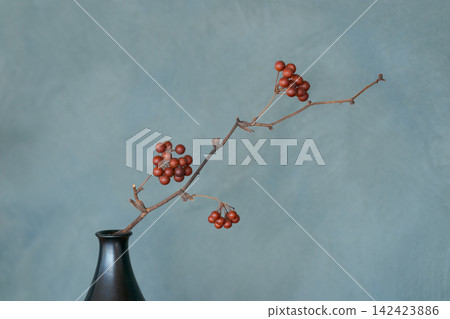 菝葜的紅色漿果 菝葜的紅色漿果 142423886
