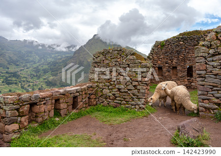 Llamas roaming among ancient Inca ruins at Pisac, Peru Llamas roaming among ancient Inca ruins at Pisac, Peru 142423990
