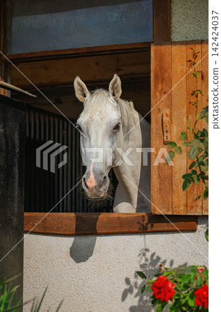 White horse looking out from stable window. Horse looking out from wooden stable window at equestrian center. Natural sunlight, rustic stable architecture, flowers create peaceful horse care setting White horse looking out from stable window. Horse looking out from wooden stable window at equestrian center. Natural sunlight, rustic stable architecture, flowers create peaceful horse care setting 142424037