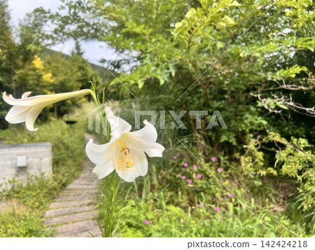夏末盛開的百合花 142424218