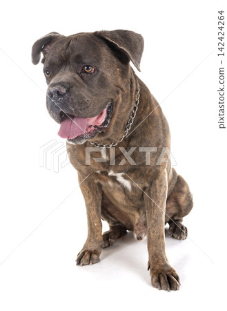 italian mastiff in studio italian mastiff in studio 142424264