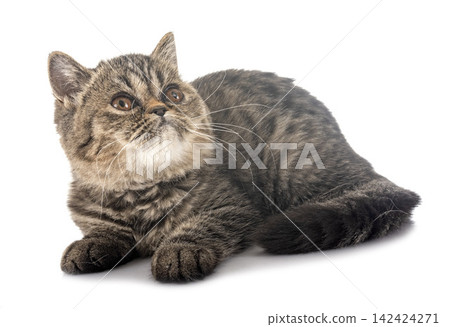 exotic shorthair kitten exotic shorthair kitten 142424271