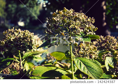 夏天繡球花 夏天繡球花 142424387