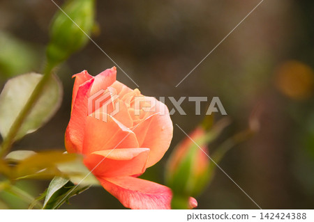 一朵小巧可愛的粉紅秋玫瑰。 一朵小巧可愛的粉紅秋玫瑰。 142424388