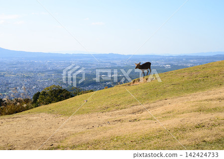 On a sunny afternoon in Nara City, Nara Prefecture, a lone autumn deer stands on Mount Wakakusa, overlooking the ancient capital. On a sunny afternoon in Nara City, Nara Prefecture, a lone autumn deer stands on Mount Wakakusa, overlooking the ancient capital. 142424733