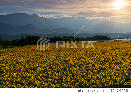 Asao, Akeno-cho, Hokuto City, Yamanashi Prefecture: A field of sunflowers in full bloom at the Akeno Sunflower Festival, with the setting sun over the Southern Alps. Asao, Akeno-cho, Hokuto City, Yamanashi Prefecture: A field of sunflowers in full bloom at the Akeno Sunflower Festival, with the setting sun over the Southern Alps. 142424918
