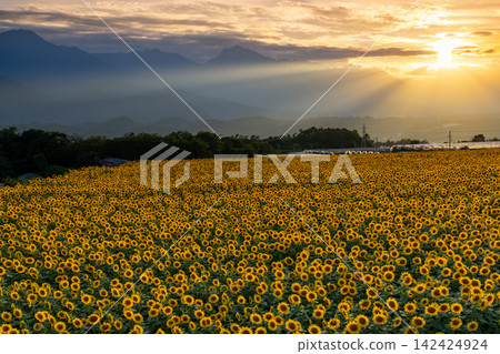 Asao, Akeno-cho, Hokuto City, Yamanashi Prefecture: A field of sunflowers in full bloom at the Akeno Sunflower Festival, with the setting sun over the Southern Alps. Asao, Akeno-cho, Hokuto City, Yamanashi Prefecture: A field of sunflowers in full bloom at the Akeno Sunflower Festival, with the setting sun over the Southern Alps. 142424924