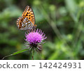 Vulgarine leopard hanging on thistle Vulgarine leopard hanging on thistle 142424931