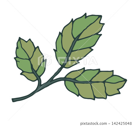 Hand Drawn Broad Forest Leaf Branch Hand Drawn Broad Forest Leaf Branch 142425048
