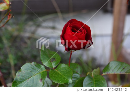 花園裡盛開的紅玫瑰 花園裡盛開的紅玫瑰 142425242